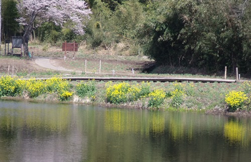 志高湖の桜は・・・・_c0017802_22274971.jpg