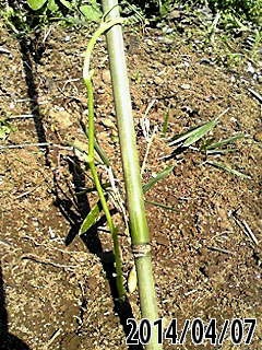 e0270403_23130257.jpg