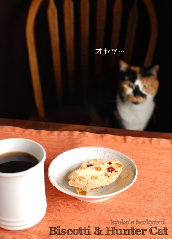 ビスコッティと猫。いつもの光景。_b0253205_2383142.jpg