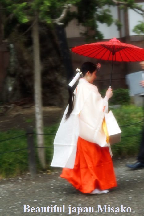 鎌倉　鶴岡八幡宮　．｡･：*：･ﾟ`☆､｡　雷のち大雨・・・　4月6日_c0067206_12233838.jpg