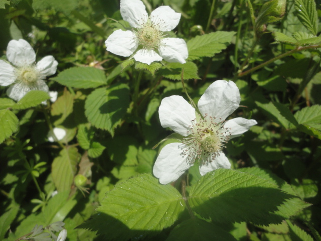 蛇イチゴの花と 我が家の野イチゴの花 14 4 9 徳ちゃん便り