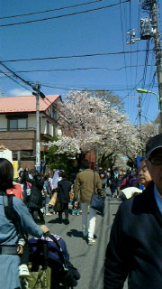 満開の桜の下で・・・_d0191211_13521812.jpg