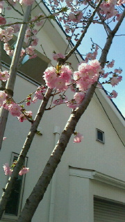 満開の桜の下で・・・_d0191211_13525436.jpg