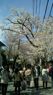 満開の桜の下で・・・_d0191211_1352673.jpg