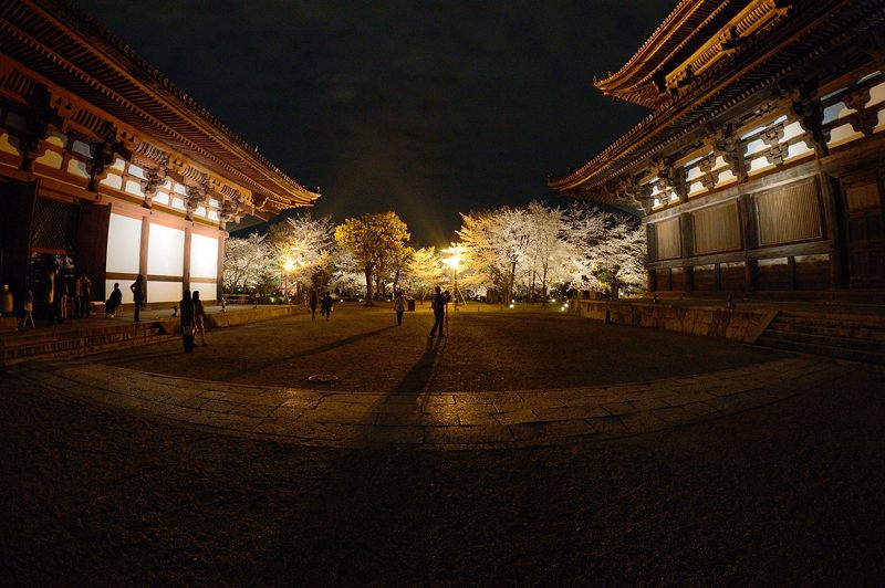 東寺　夜桜ライトアップ・其の二_f0032011_19423164.jpg