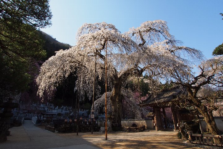 朝の清雲寺_a0268412_22561316.jpg