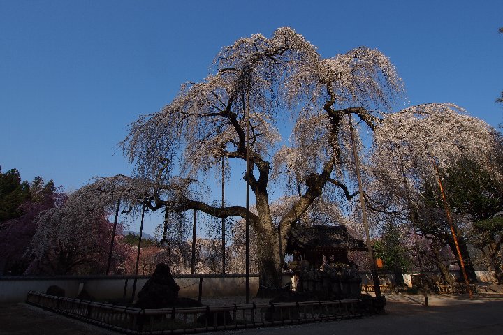 朝の清雲寺_a0268412_22561592.jpg