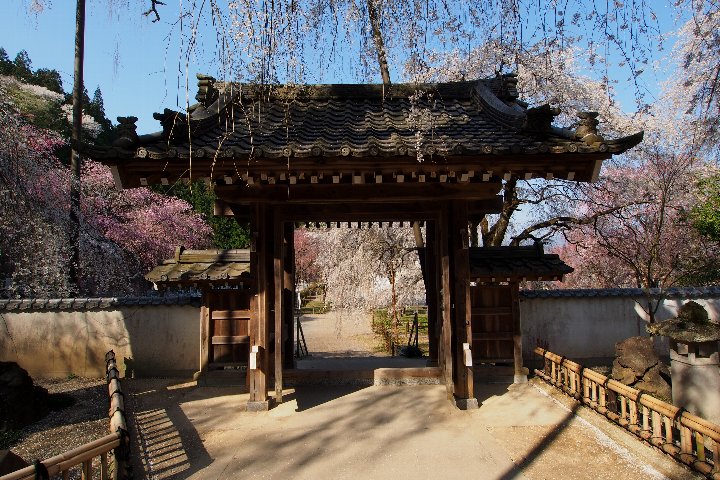 朝の清雲寺_a0268412_22561693.jpg