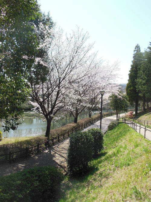 桜_f0208812_1731752.jpg