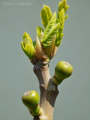 夏果の幼果と出芽_b0099813_22454149.jpg