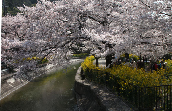 2014花めぐり33 山科疏水散策_e0048413_16292729.jpg