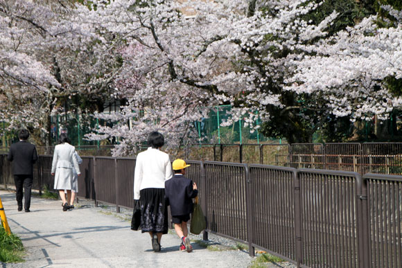 2014花めぐり33 山科疏水散策_e0048413_16294010.jpg