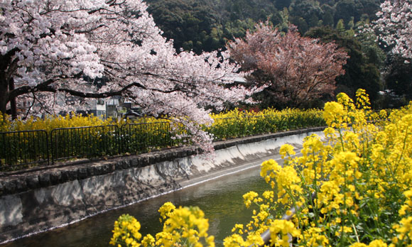 2014花めぐり33 山科疏水散策_e0048413_1629522.jpg