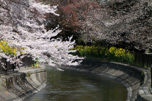 2014花めぐり33 山科疏水散策_e0048413_16301553.jpg