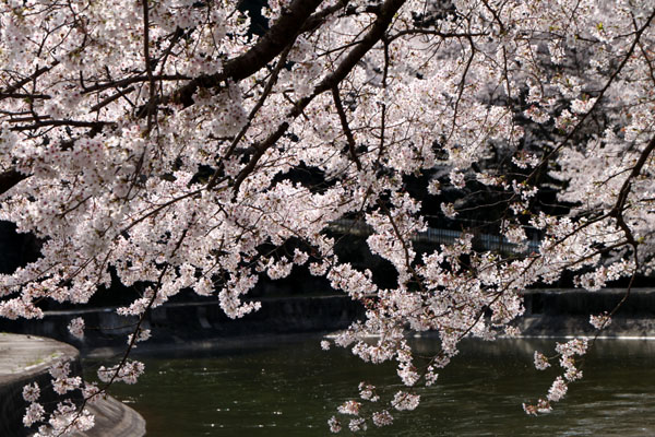 2014花めぐり33 山科疏水散策_e0048413_16302797.jpg