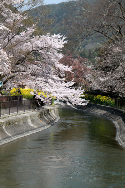 2014花めぐり33 山科疏水散策_e0048413_1630328.jpg