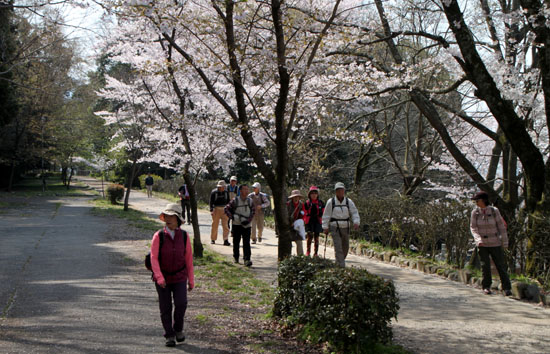 2014花めぐり33 山科疏水散策_e0048413_16304280.jpg