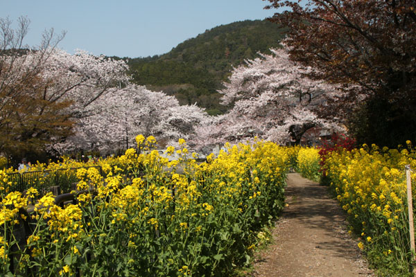 2014花めぐり33 山科疏水散策_e0048413_16305436.jpg