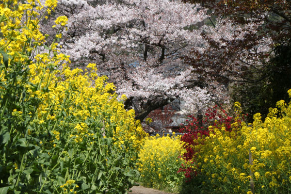 2014花めぐり33 山科疏水散策_e0048413_1631553.jpg