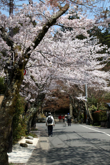 2014花めぐり34　毘沙門堂_e0048413_17413.jpg