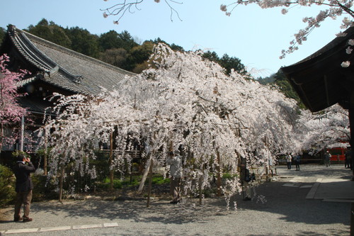 2014花めぐり34　毘沙門堂_e0048413_175029.jpg