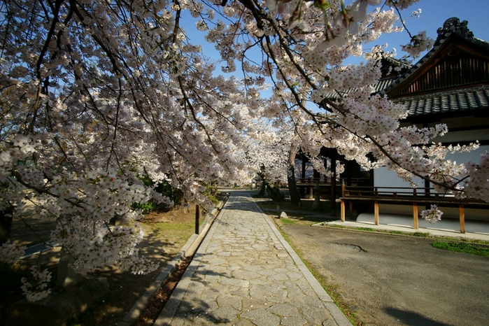 立本寺、そして千本釈迦堂の桜_e0177413_23252324.jpg