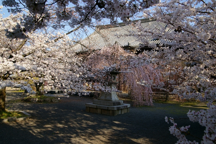 立本寺、そして千本釈迦堂の桜_e0177413_2328895.jpg