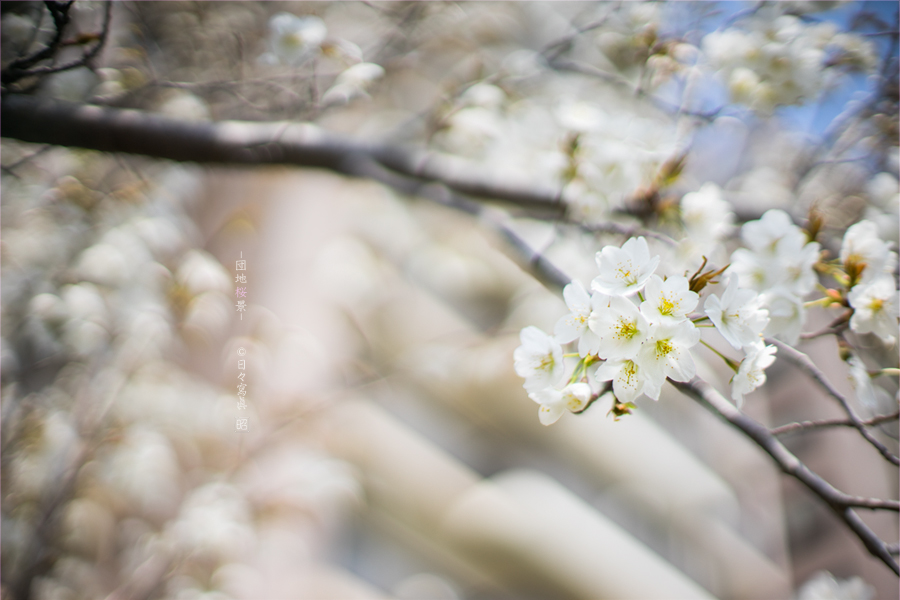 SONY α7 スナップ #96_e0117517_1456934.jpg