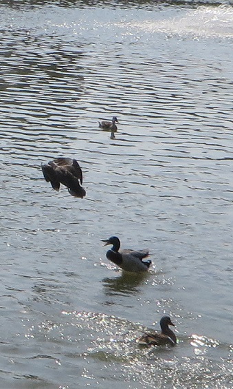 c0280322_16285326.jpg