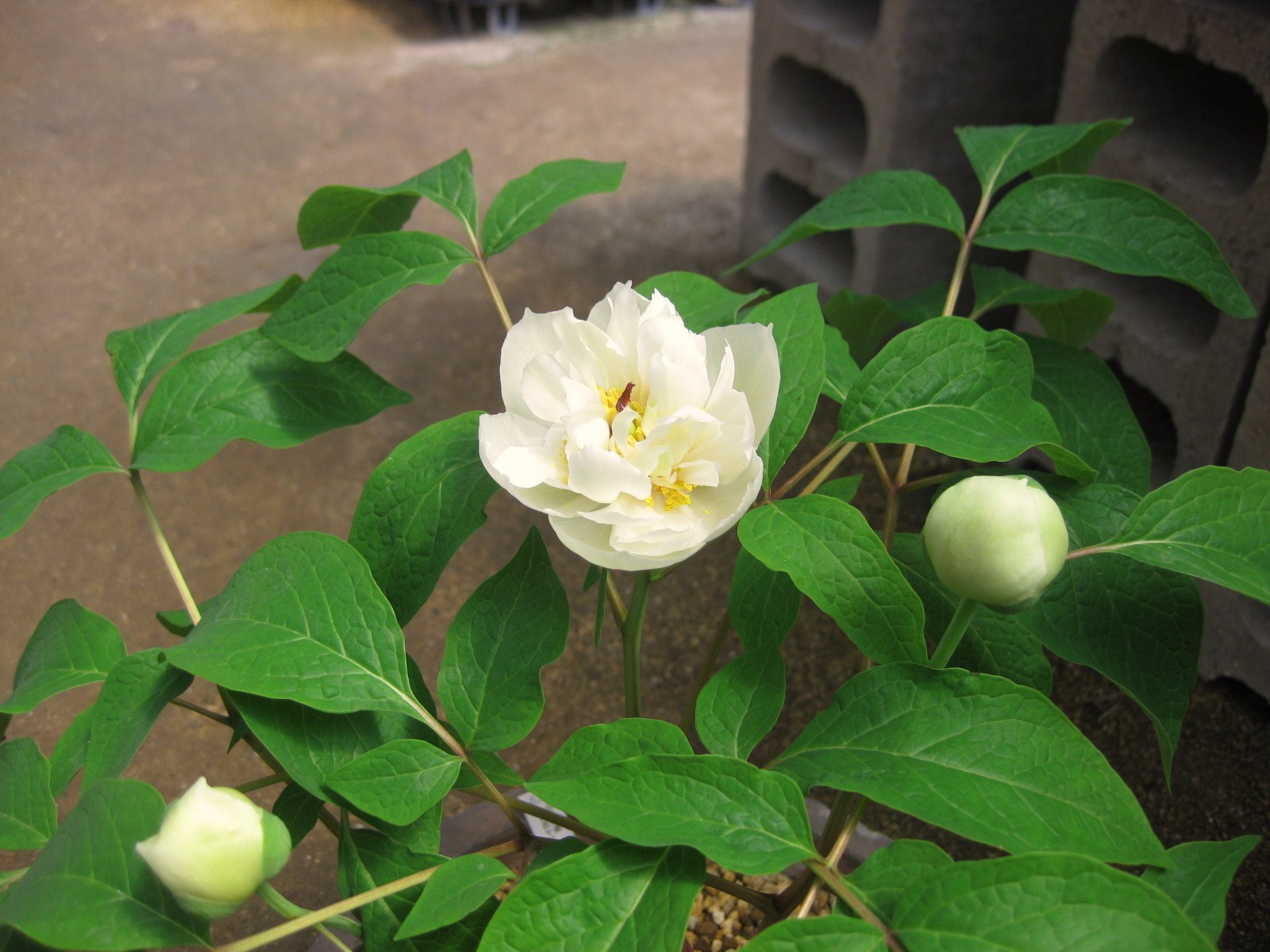 多弁花 八重咲きヤマシャクヤクに変わった今年 園芸のいのうえ屋