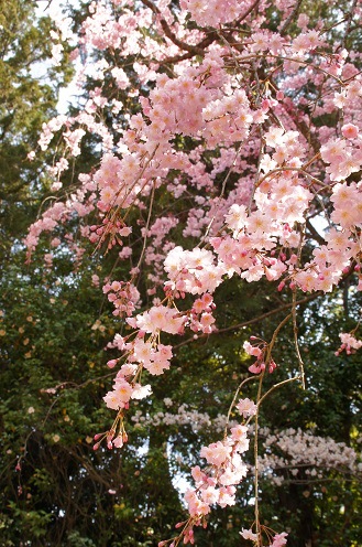 神苑　　～平安神宮（京都）～_c0235725_21434491.jpg