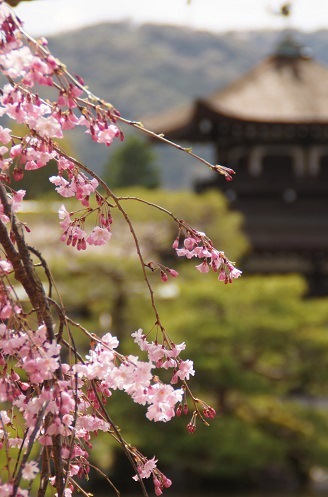 神苑　　～平安神宮（京都）～_c0235725_21471767.jpg