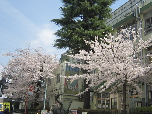 ♪２０１４春お花見★青山～赤坂界隈_d0162225_15483460.jpg