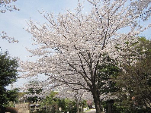 ♪２０１４春お花見★青山～赤坂界隈_d0162225_1605396.jpg