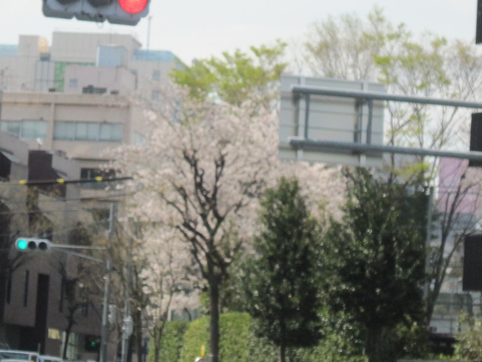 ♪２０１４春お花見★青山～赤坂界隈_d0162225_160547.jpg