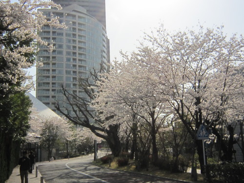 ♪２０１４春お花見★青山～赤坂界隈_d0162225_16113284.jpg