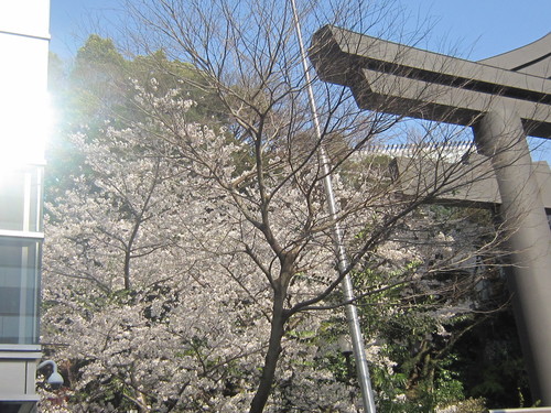 ♪２０１４春お花見★青山～赤坂界隈_d0162225_16131327.jpg