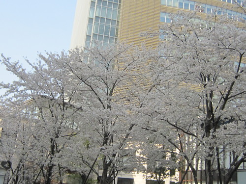 ♪２０１４春お花見★青山～赤坂界隈_d0162225_1683652.jpg