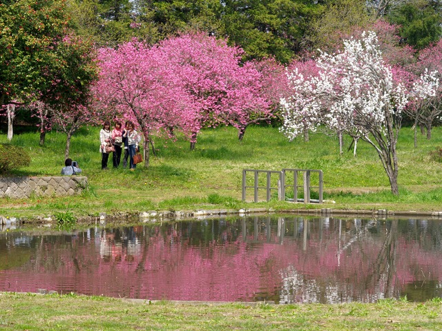 古河の花桃_b0191026_5142328.jpg