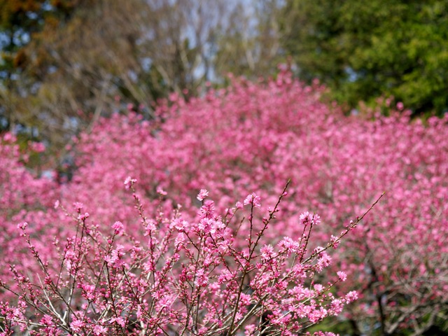 古河の花桃_b0191026_5145945.jpg