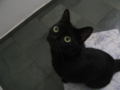 黒猫 キキのこと 1 黒猫の森