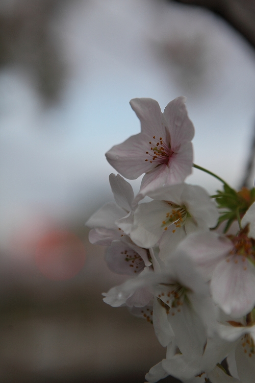 京都桜めぐり　花マクロ_e0303527_23241420.jpg