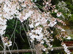 大分に枝垂れ桜を観に行きました　大分の観光＆グルメ_d0086228_949227.jpg