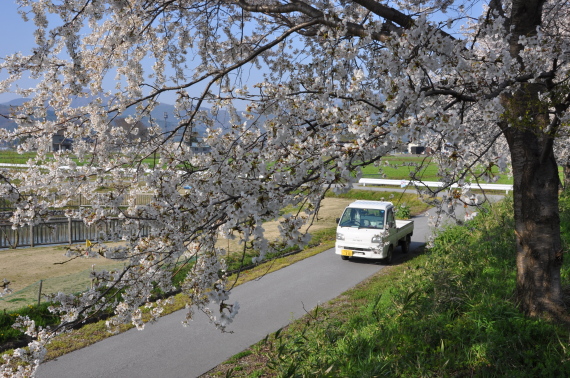 満開の桜_a0259132_22204915.jpg