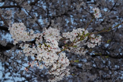 兼六園での満開のお花見_e0145332_15193828.jpg
