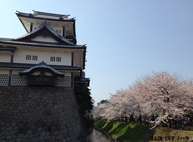 兼六園での満開のお花見_e0145332_15204561.jpg