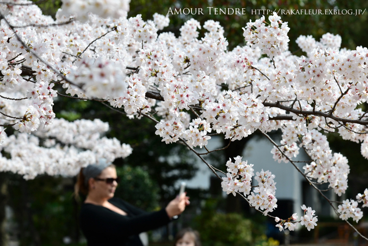 日本の桜と外国人の女の子 Amour Tendre