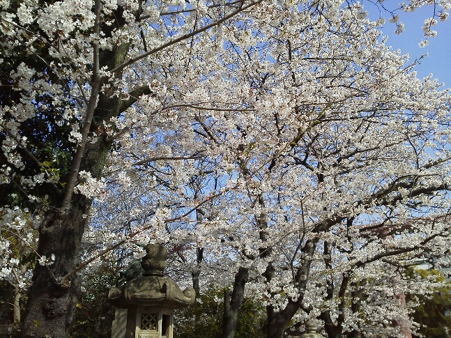 桜_c0325437_19292375.jpg