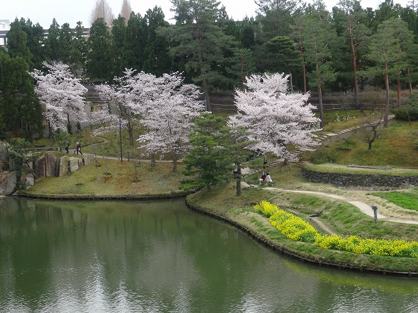けいはんな記念公園 水景園の桜 彩の気まぐれ写真