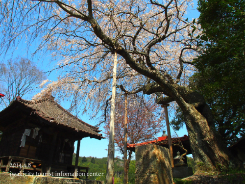 平成26年4月9日（水）　平地区　稲荷神社のシダレザクラ_f0105342_20582595.jpg